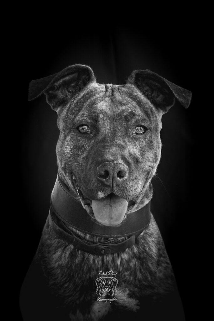 Portrait studio noir et blanc d'un chien type Staff au regard attentif