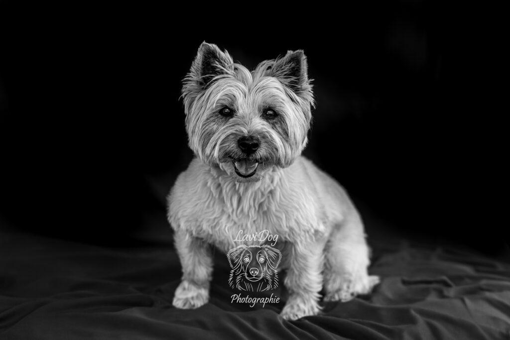 Portrait studio noir et blanc d'un petit chien terrier type Westie ou York.