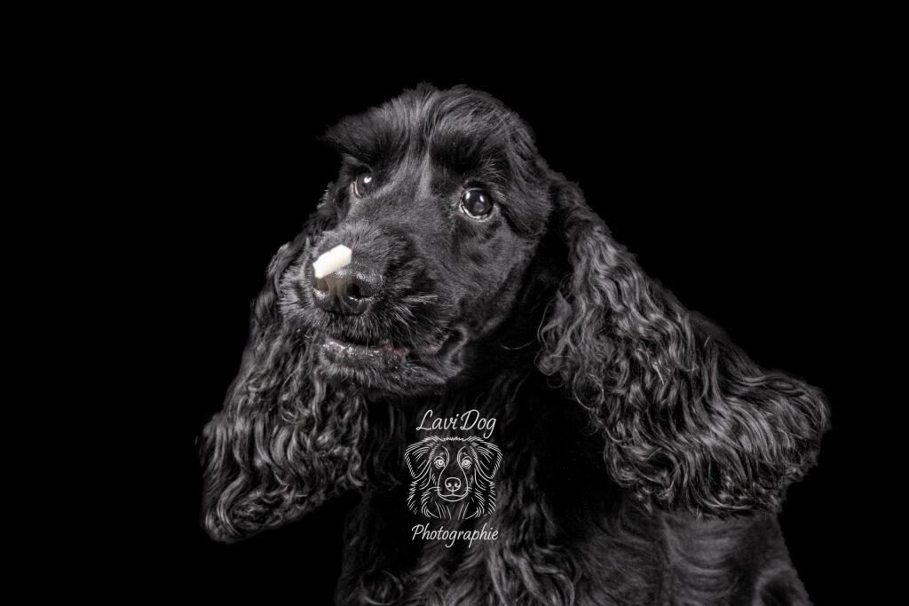 Portrait dynamique noir et blanc d'un Cocker Spaniel en mouvement.