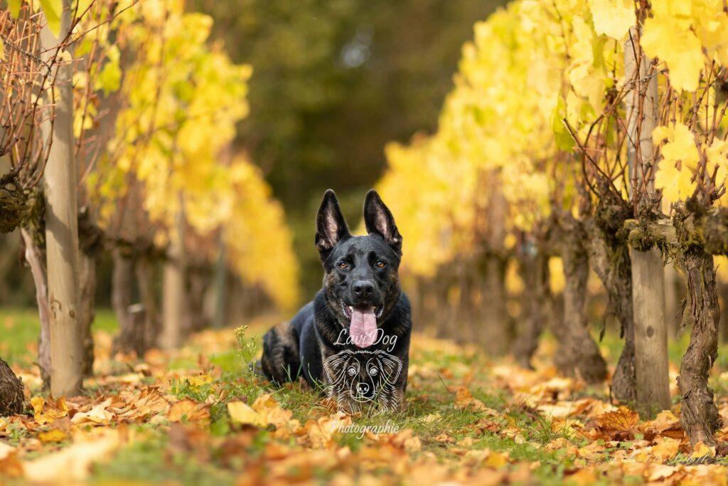 Chien Magnum posant dans une allée de vignes.