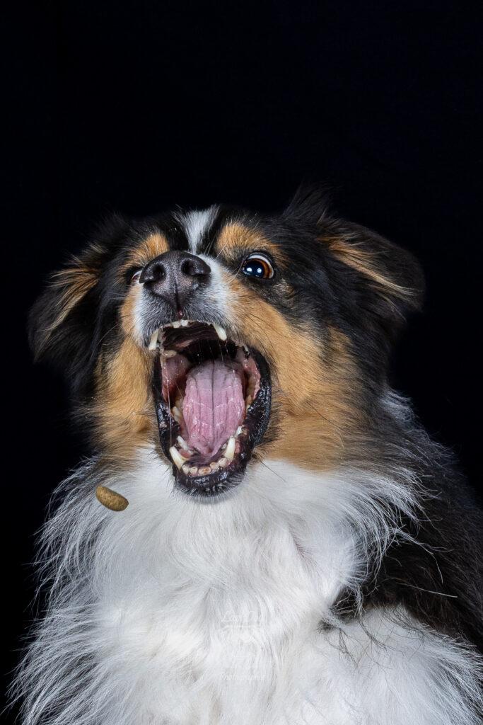 Gros plan expressif du chien Phoebe la gueule ouverte pour attraper une croquette.
