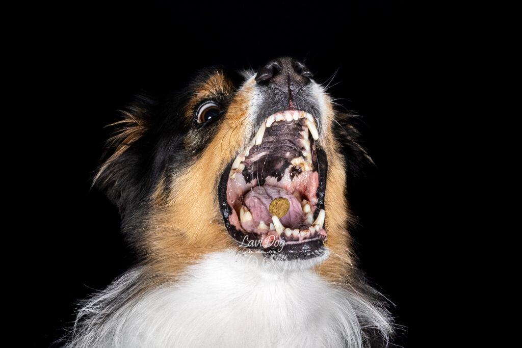 Chien Phoebe attrapant une friandise au vol sur fond noir.