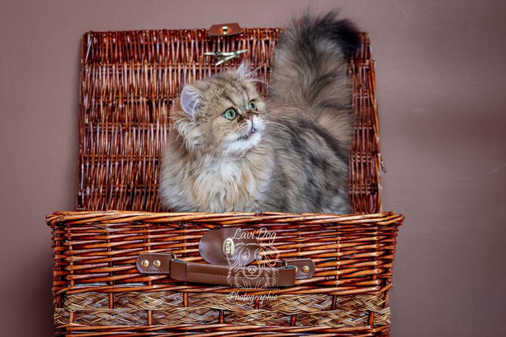 Chat Persan Albus installé confortablement dans un panier en osier.