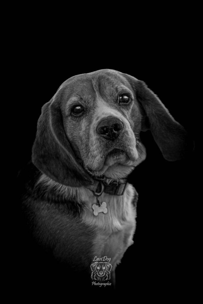 Portrait studio noir et blanc d'un chien Beagle attentif.