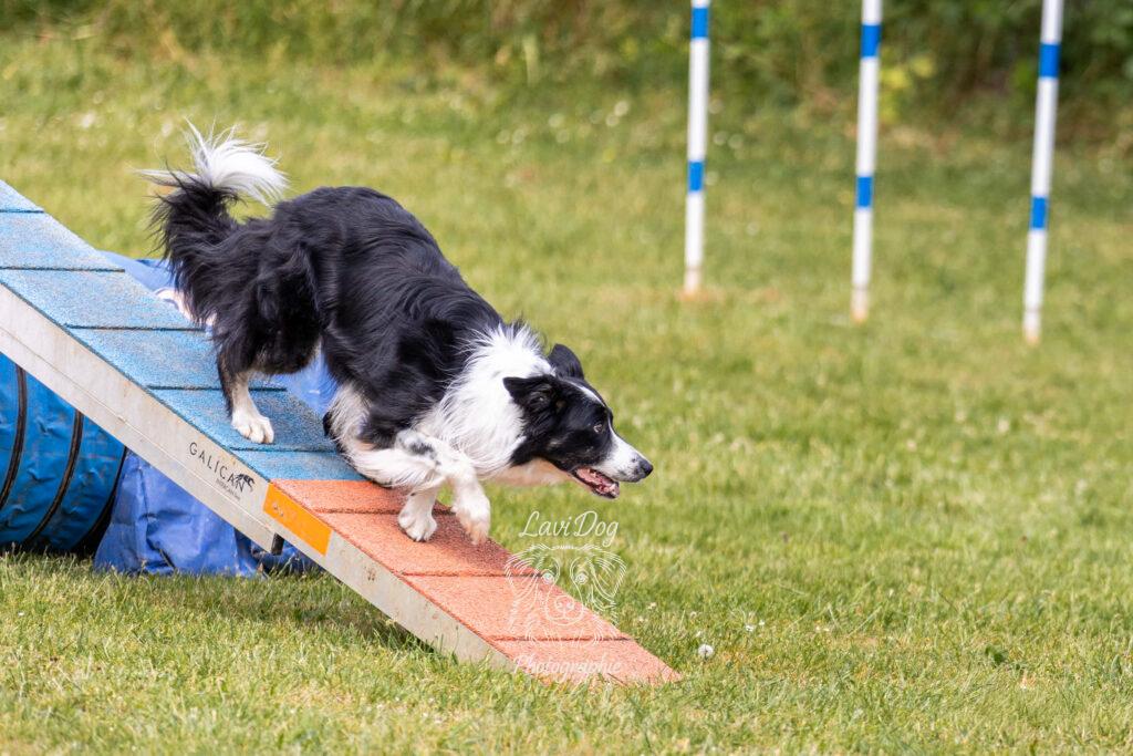 Chien Border Collie franchissant la rampe d'un parcours d'agility canin.