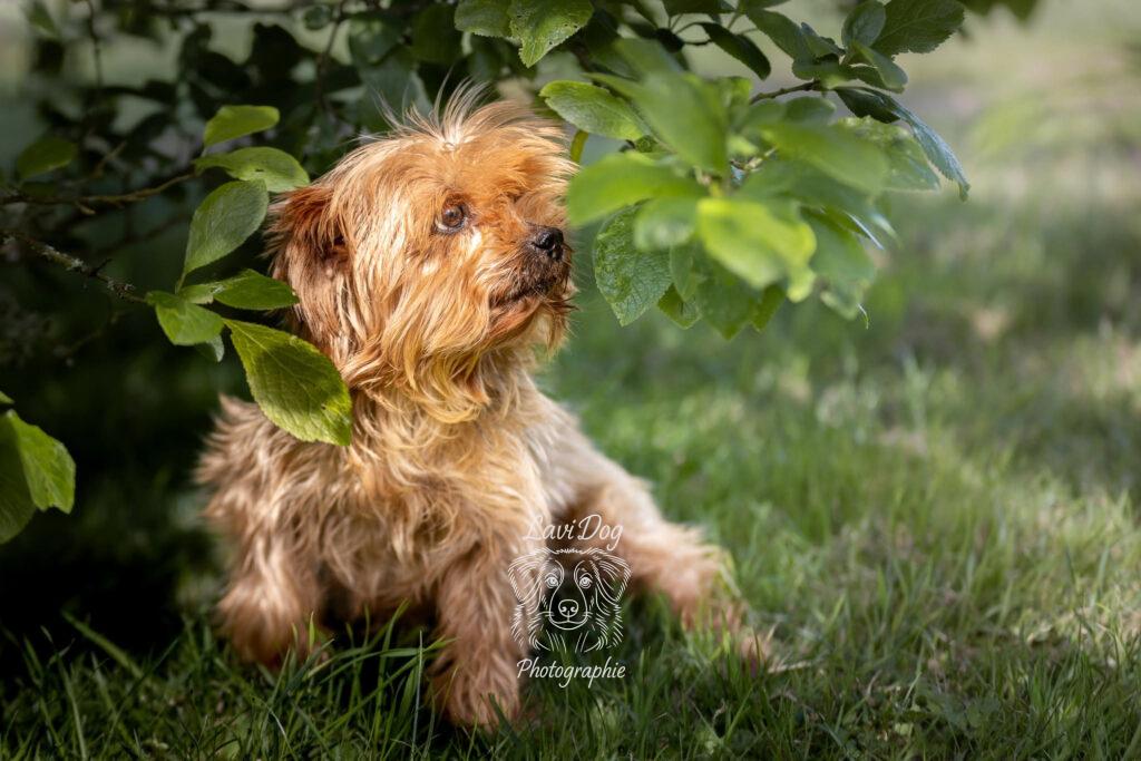 Petit chien terrier Magouille curieux la tête dans l'herbe.