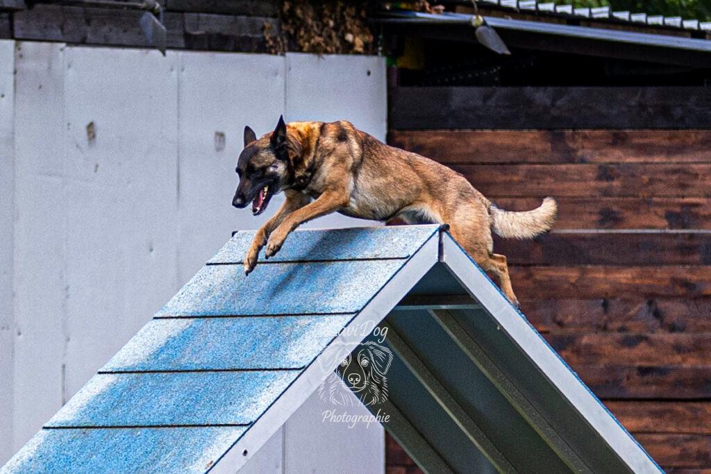 Chien Malinois en plein saut d'obstacle pendant une épreuve d'agility