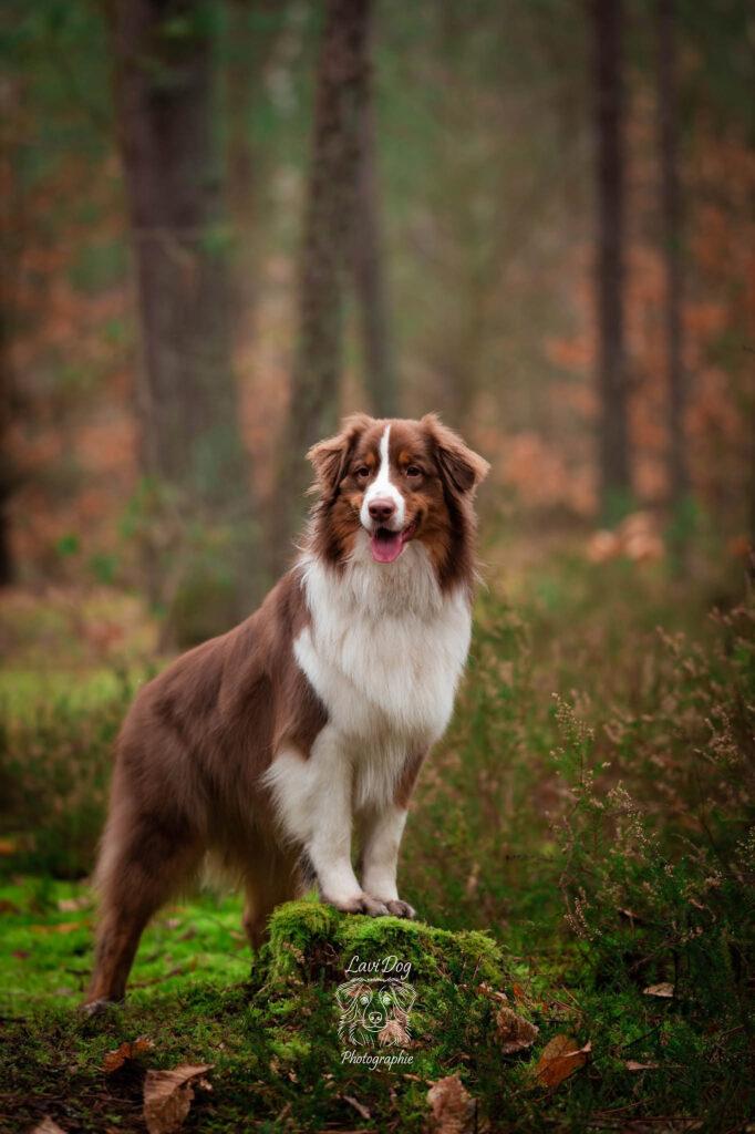 Portrait de Marley, Berger Australien posant en forêt.