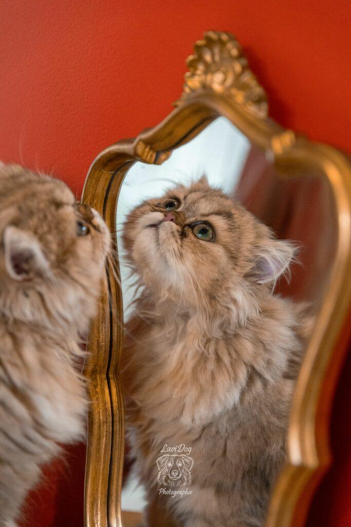 Chat Persan observant son reflet dans un miroir doré.