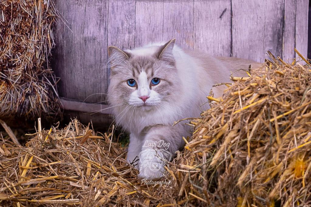 Chat Ragdoll aux yeux bleus posé sur une botte de paille.