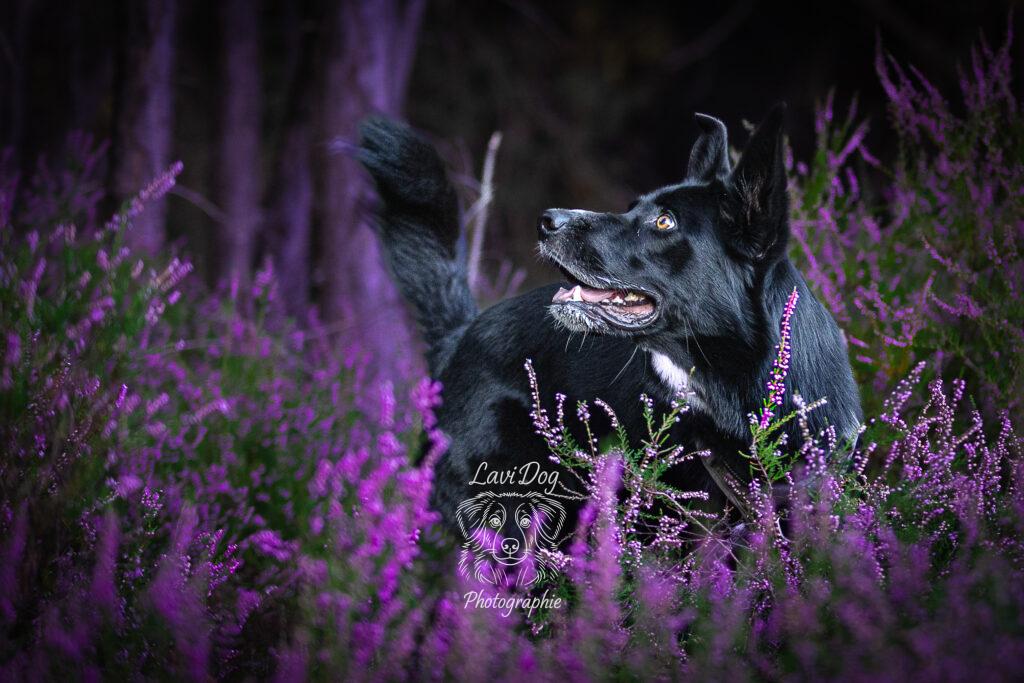 Chien Talia posant au milieu de fleurs violettes en extérieur.