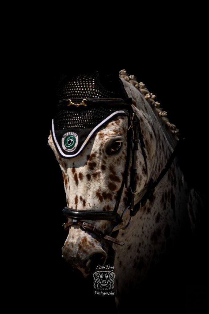 Portrait rapproché d'un cheval tacheté équipé de son bonnet de travail.