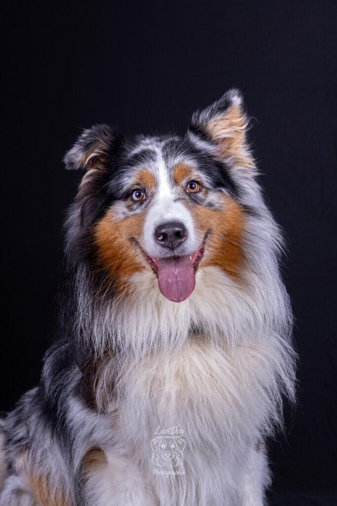 Portrait de Twister, chien Berger Australien lors d'une séance photo animalière.