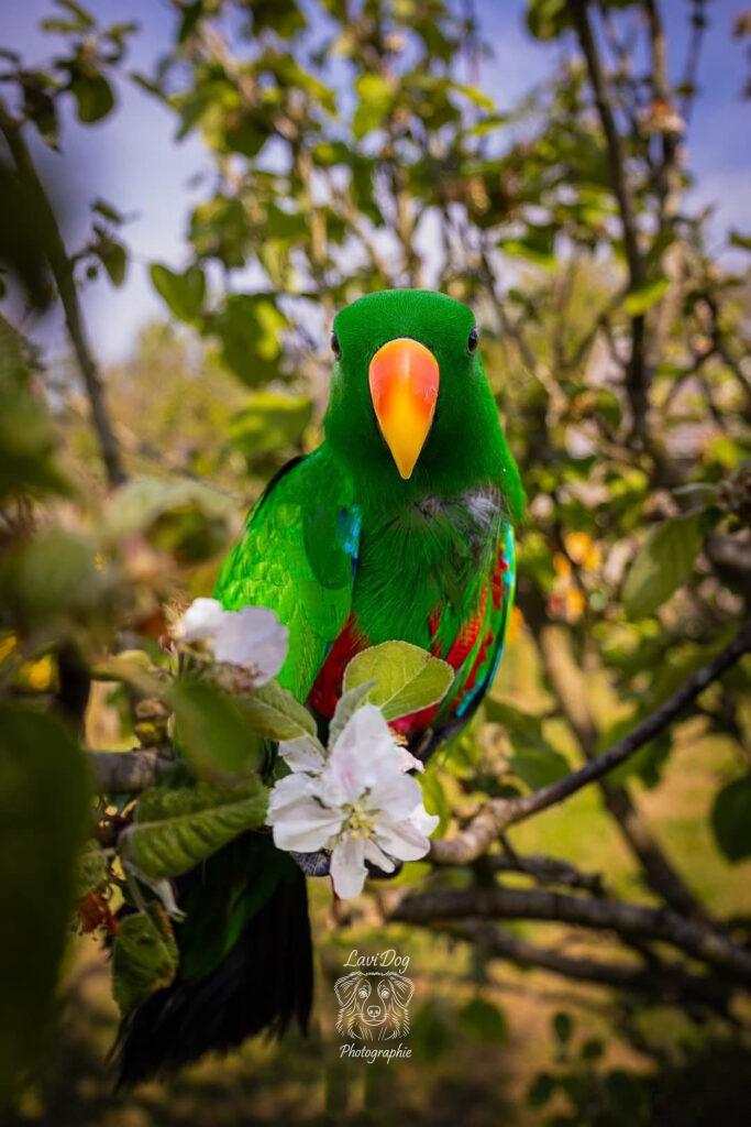 Perroquet vert Zouzou perché sur une branche au milieu du feuillage