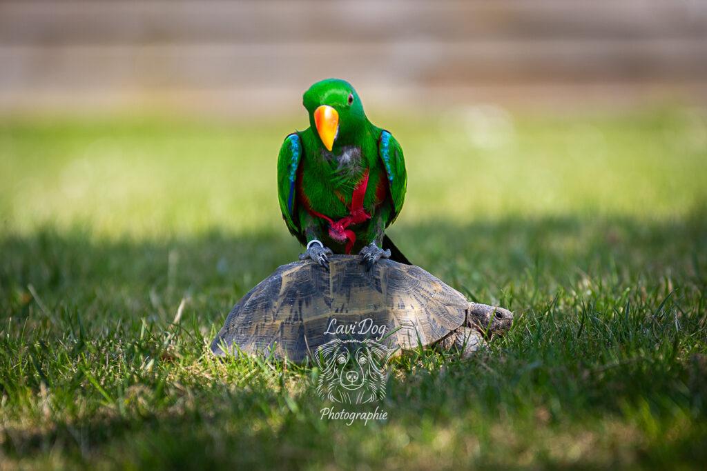 Perroquet vert Zouzou posé en extérieur posé sur une tortue.