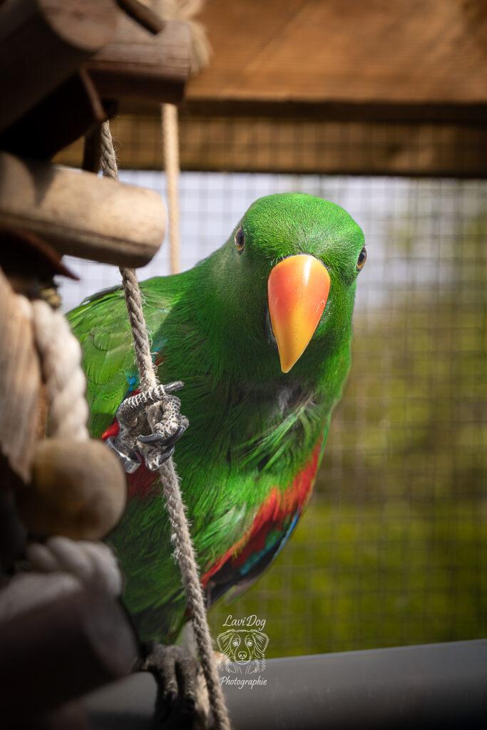 Grand perroquet vert Zouzou photographié dans sa volière.