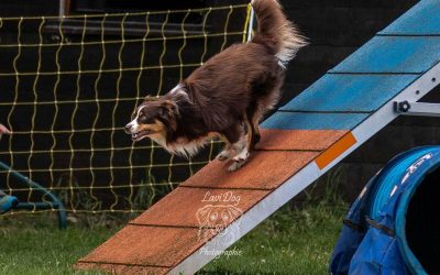 Chien en action franchissant la passerelle d'un parcours d'agility.