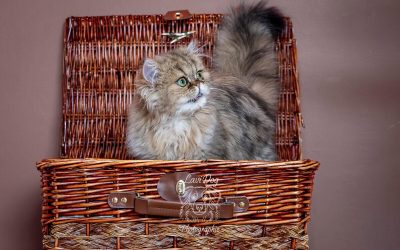 Chat Persan Albus installé confortablement dans un panier en osier.