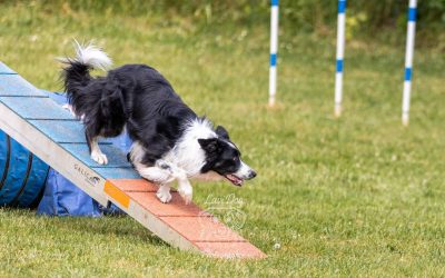 Chien Border Collie franchissant la rampe d'un parcours d'agility canin.