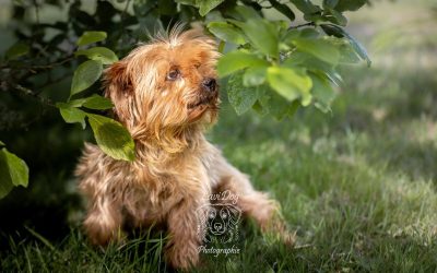 Petit chien terrier Magouille curieux la tête dans l'herbe.