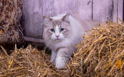 Chat Ragdoll aux yeux bleus posé sur une botte de paille.