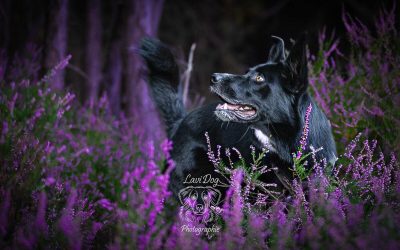 Chien Talia posant au milieu de fleurs violettes en extérieur.