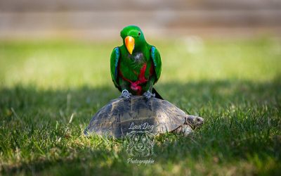 Perroquet vert Zouzou posé en extérieur posé sur une tortue.